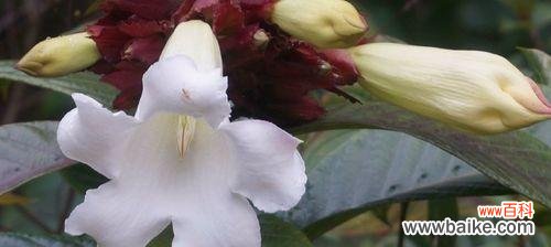 清明节传统花卉有哪些？代表意义是什么？