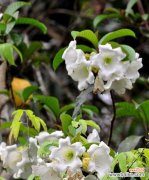 清明节传统花卉有哪些？代表意义是什么？