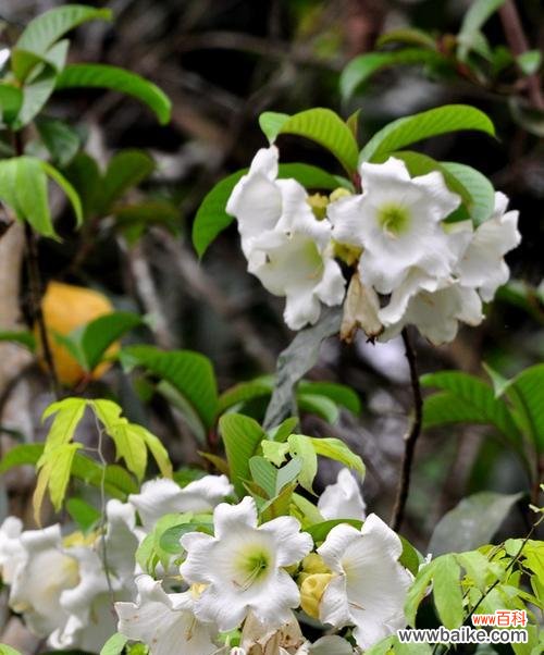 清明节传统花卉有哪些？代表意义是什么？