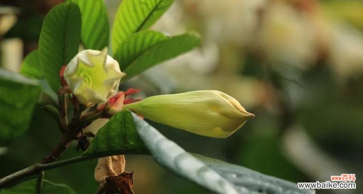 清明节传统花卉有哪些？代表意义是什么？
