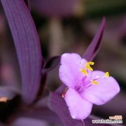 什么花象征柔弱娇贵？如何挑选代表柔弱娇贵的花卉？