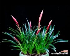 什么花代表守护？揭秘守护之花的神秘含义？