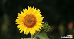 什么花代表思念？揭秘最能表达思念之情的花卉种类