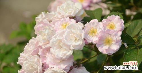 什么花代表思念？揭秘最能表达思念之情的花卉种类