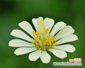 什么花代表思念去世的人？如何选择合适的花卉表达哀思？