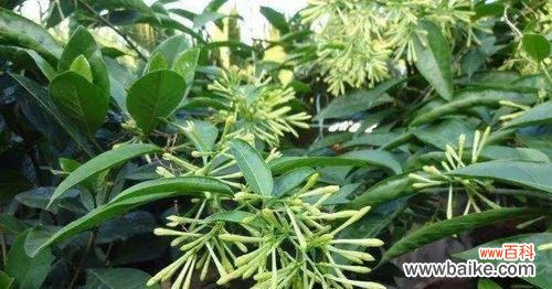 向你靠近，芬芳自然流露 夜来香的花语——爱情的味道