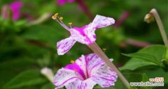 传奇花卉故事 夜来香的传说