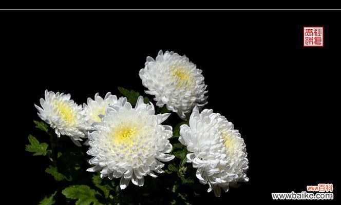 传达真情与表达尊敬 白菊花的寓意和象征意义
