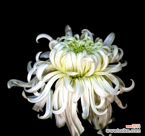 传达真情与表达尊敬 白菊花的寓意和象征意义