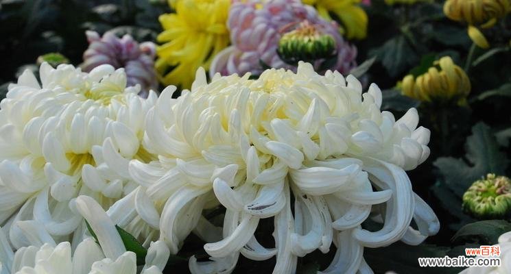 传达真情与表达尊敬 白菊花的寓意和象征意义