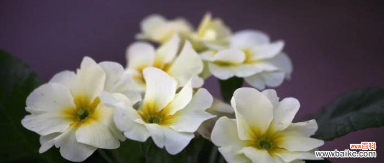 揭秘樱花草的花语及象征意义，让你更深入理解这朵小小的花 樱花草的花语——寄托着真挚的情感