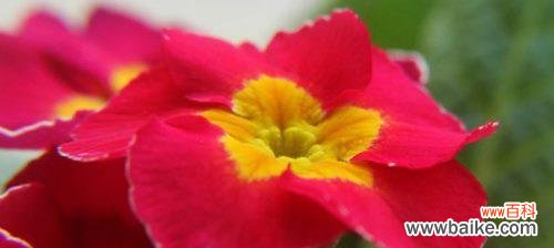 揭秘樱花草的花语及象征意义，让你更深入理解这朵小小的花 樱花草的花语——寄托着真挚的情感