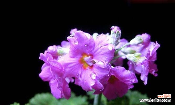 揭秘樱花草的花语及象征意义，让你更深入理解这朵小小的花 樱花草的花语——寄托着真挚的情感