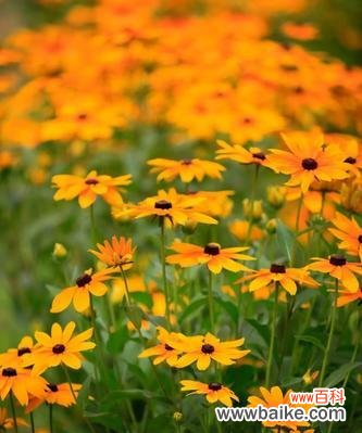 探究黑心菊花语背后的深意 黑心菊的花语