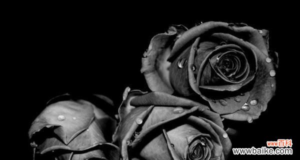 解析黑玫瑰的象征意义与文化内涵 探秘黑玫瑰的神秘花语