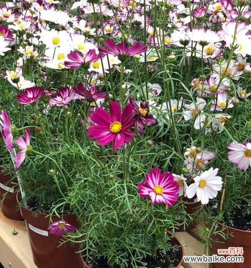 探寻波斯菊的花语和寓意,为你诠释它的美丽和神秘 波斯菊的花语