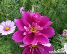 探寻波斯菊的花语和寓意，为你诠释它的美丽和神秘 波斯菊的花语