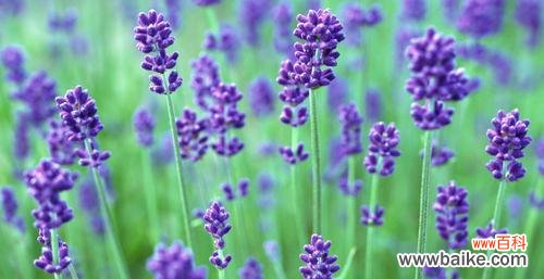探寻薰衣草的花语与意义 薰衣草,芳香之语