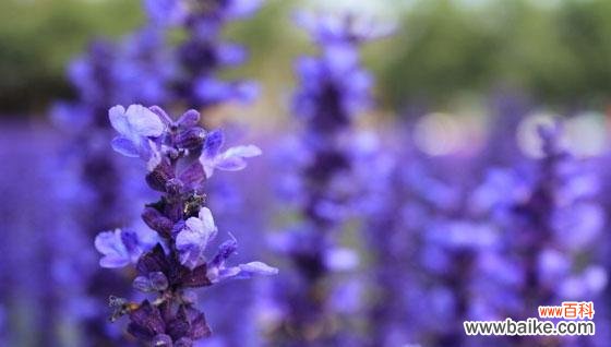 探寻薰衣草的花语与意义 薰衣草,芳香之语