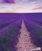 探寻薰衣草的花语与意义 薰衣草，芳香之语