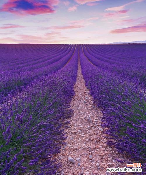 探寻薰衣草的花语与意义 薰衣草,芳香之语
