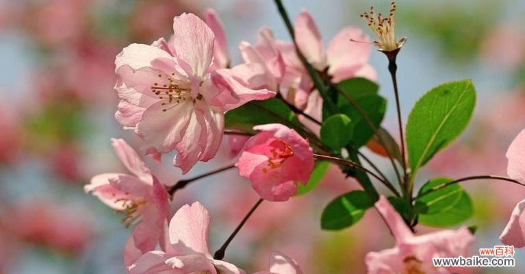 传达着爱与敬意的红色之花 海棠花的花语