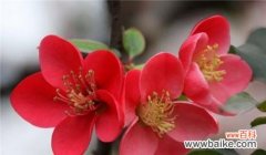 传达着爱与敬意的红色之花 海棠花的花语