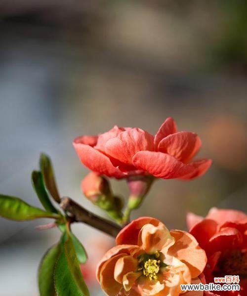 传达着爱与敬意的红色之花 海棠花的花语