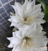 探寻仙人球白色花朵背后的象征意义 仙人球白色花朵的寓意