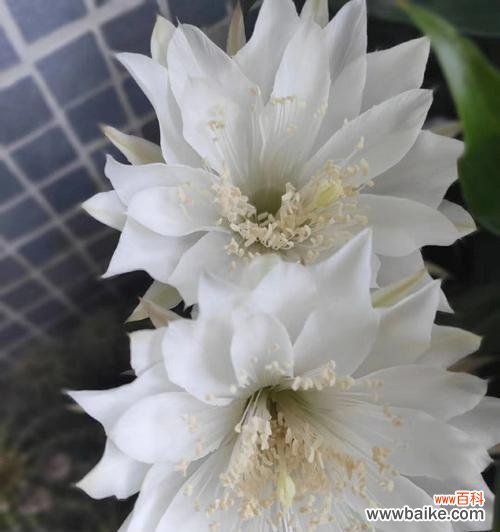 探寻仙人球白色花朵背后的象征意义 仙人球白色花朵的寓意