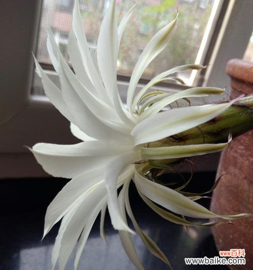 探寻仙人球白色花朵背后的象征意义 仙人球白色花朵的寓意