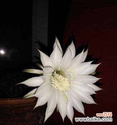 探寻仙人球白色花朵背后的象征意义 仙人球白色花朵的寓意