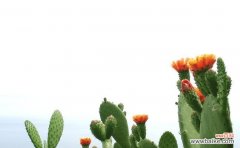 探寻仙人掌在人们心中的重要意义 仙人掌的寓意与象征