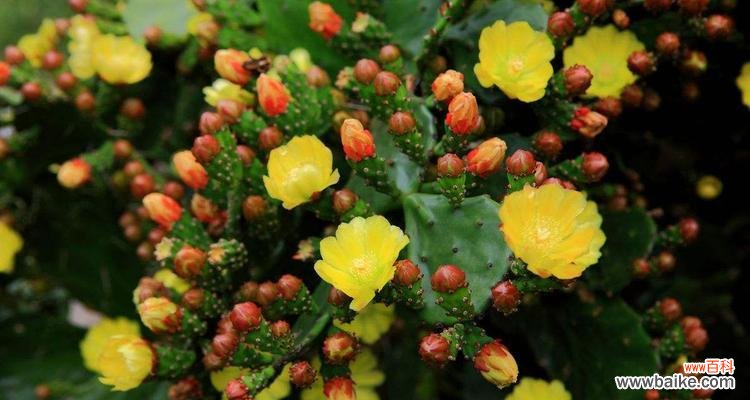 揭开仙人掌盛开的秘密 仙人掌开花的神奇意义