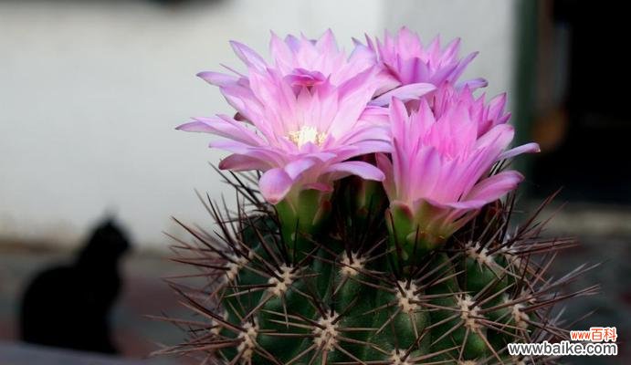 揭开仙人掌盛开的秘密 仙人掌开花的神奇意义