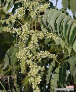 揭示祥瑞之花的奇特含义 香椿树开花的寓意与象征