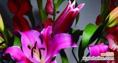 百合花语的含义与象征 香水百合的纯洁与与世无争