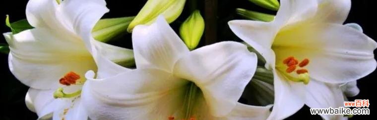 香水百合的花语及象征意义 百合花语