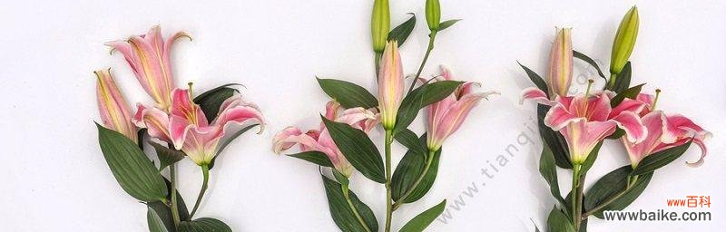 香水百合的花语及象征意义 百合花语