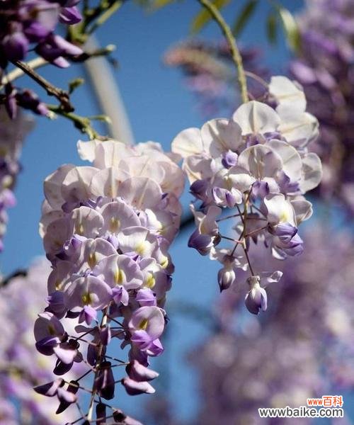 探寻香水草花语的神奇之旅 香水草的花语与文化传说