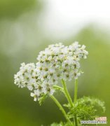 探寻香水草花语的神奇之旅 香水草的花语与文化传说