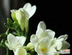 呼吸清新的自然气息 香雪兰花诗花语