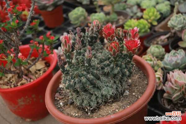 我家仙人球发软,长黄斑咋办呀