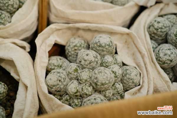 我家仙人球发软,长黄斑咋办呀