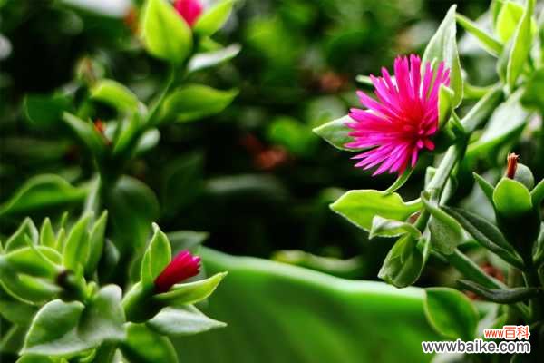 牡丹吊兰不开花怎么办