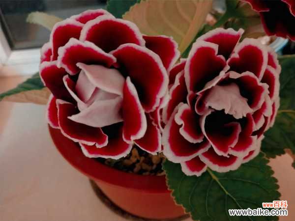 大岩桐不开花怎么办