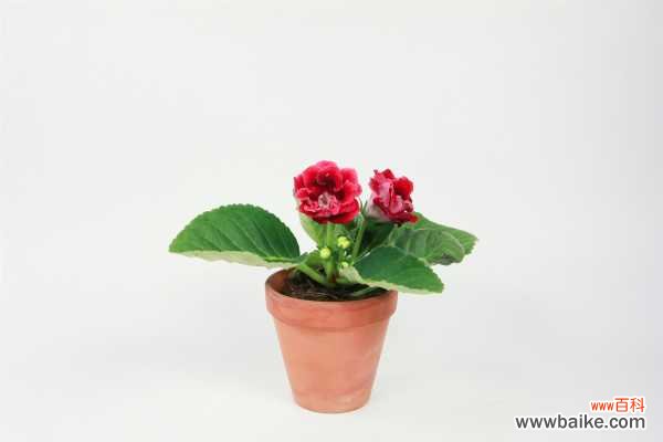 大岩桐不开花怎么办