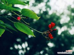 琴叶珊瑚的病虫害防治