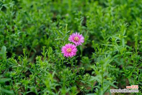盆栽菊花脚叶脱落怎么办