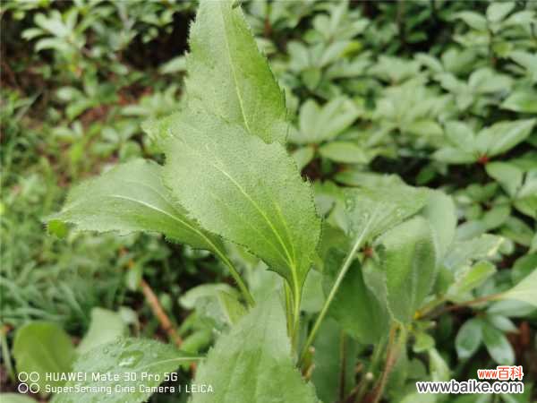 盆栽菊花脚叶脱落怎么办